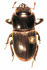 Paralissotes mangonuiensis