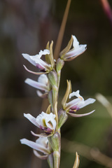 Prasophyllum mimulum