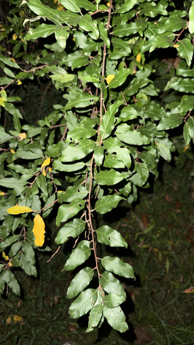 autumn olive