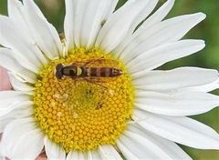 Sphaerophoria