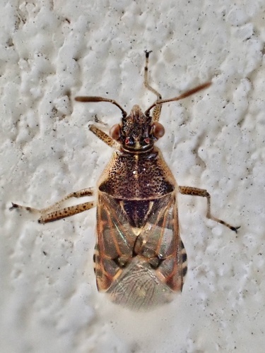 Hyaline Grass Bug
