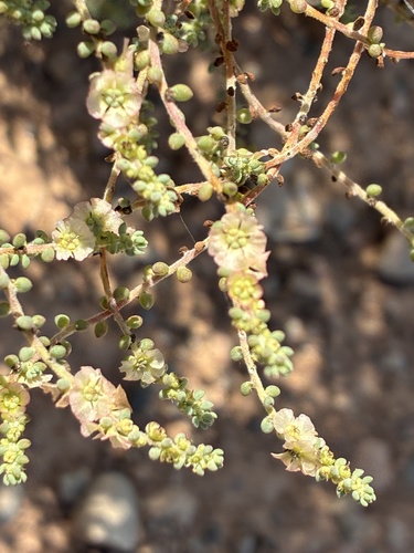 Short-leaf Bluebush