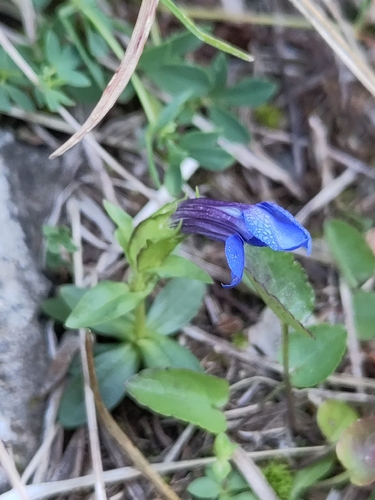 spring gentian