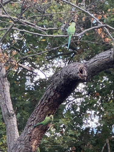 Rose-ringed Parakeet