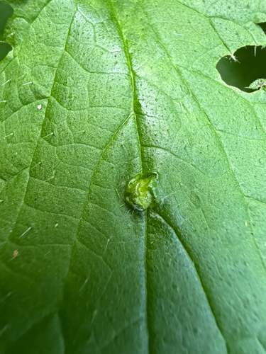 Nettle Pouch Gall Midge