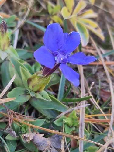 spring gentian