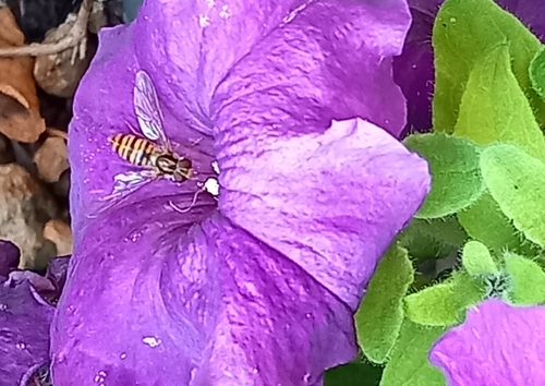 Marmalade Hover Fly
