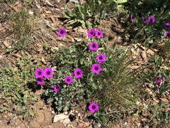 Geranium subcaulescens