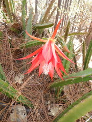 Heliocereus speciosus