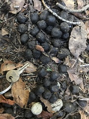 Cervus canadensis canadensis