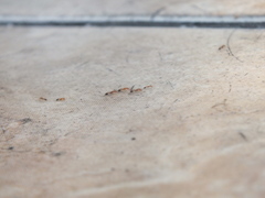 Trichomyrmex destructor
