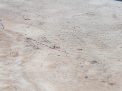 Trichomyrmex destructor
