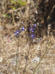 Delphinium decorum
