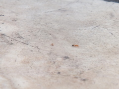 Trichomyrmex destructor