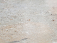 Trichomyrmex destructor
