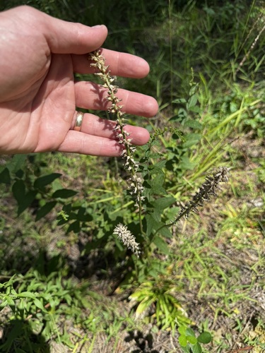 Aletris farinosa observed 2026-08-26