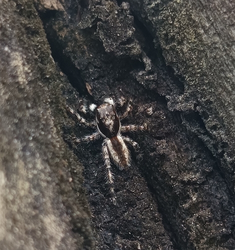 Gray Wall Jumping Spider