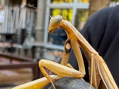 European Mantis