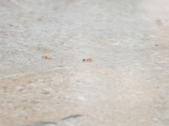 Trichomyrmex destructor