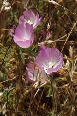 Sidalcea diploscypha