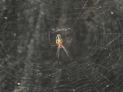 Leucauge argyra