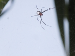 Leucauge argyra