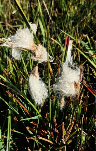 Eriophorum angustifolium observed 2026-10-06