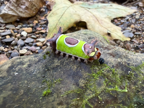 Saddleback Caterpillar Moth