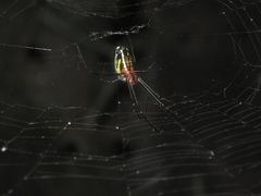Leucauge argyra