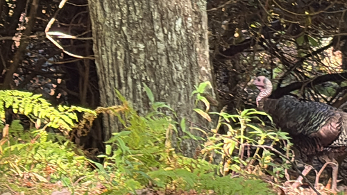 Wild Turkey