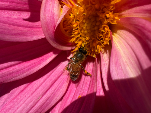 Western Honey Bee