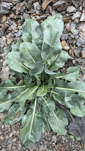 Isatis tinctoria observed 2026-10-06
