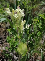 Scutellaria supina