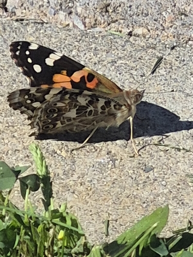 Painted Lady