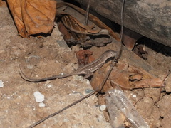 Anolis lineatopus