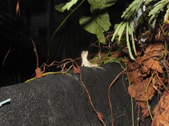 Anolis lineatopus