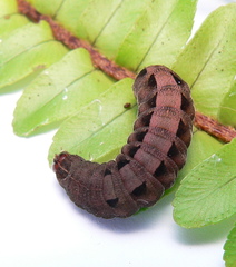 Ariathisa
