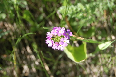 Primula longiscapa