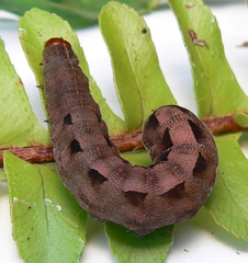 Ariathisa