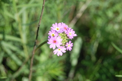 Primula longiscapa