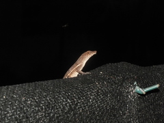 Anolis lineatopus