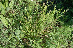 Carex diluta