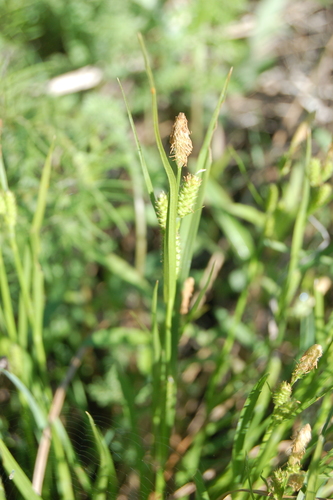 Image of Carex diluta by (c) Alexander Dubynin, some rights reserved (CC BY)
