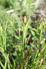 Carex diluta