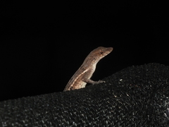 Anolis lineatopus