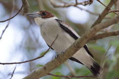 Black-Crowned Tityra photo 4