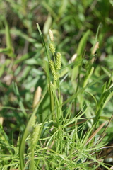 Carex diluta