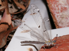 Bandidus canifrons