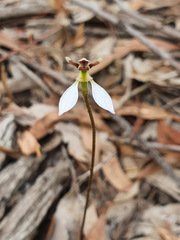 Eriochilus