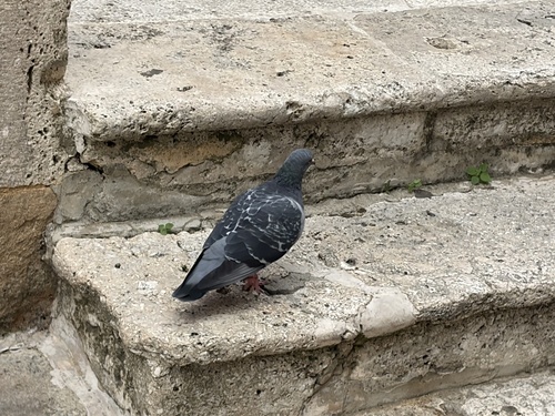 Feral Pigeon